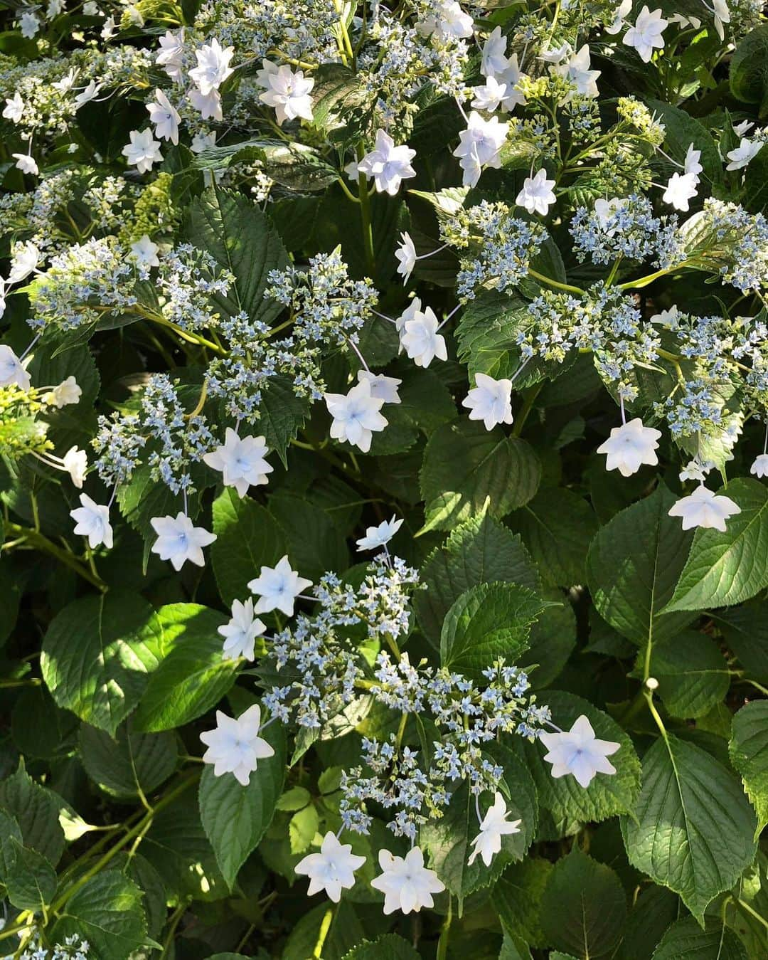 Manaさんのインスタグラム写真 - (ManaInstagram)「名古屋市に新しくできたTSURUMA GARDENへ遊びに行ってきました☺️✨ ⁡ 自然豊かな鶴舞公園の美しさはそのまま 八百屋さん、お肉屋さん、人気のカフェなど 楽しめるスポットがたくさん増えていて とても楽しかったです！⛲️💕 ⁡ ⁡ 薔薇と紫陽花も咲いていて綺麗でした😍 ⁡ コーディネートは 歩きやすいパンツコーデ🐾 ⁡ ⁡ ⁡  ⁡ #鶴舞公園 #鶴舞ガーデン #ツルマガーデン #TSURUMAGARDEN #tsurumapark #肉のスギモト ##蕎麦切り #山人 #tripotcafe #紫陽花 #ローズガーデン #春コーデ #水色コーデ #シンプルコーデ #大人カジュアルコーデ #パンツコーデ #大人シンプル #綺麗目コーデ #きれいめカジュアル #ポレーヌ」6月4日 21時20分 - mana.tcy