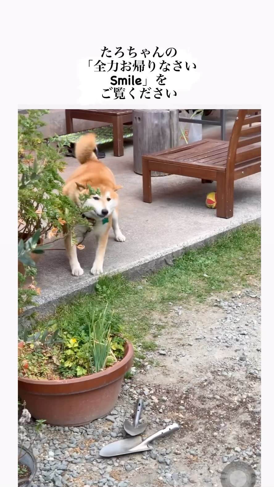 柴犬 たろのインスタグラム：「お帰りなさいするタロ🩷うちにはこんなのが居ます🐻   #今は耳が遠くなってお迎えなくなったね🥰 #こっちからただいまって報告してるよ🩷」