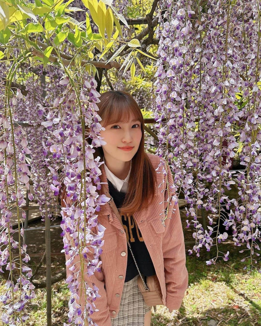 坂本 愛玲菜さんのインスタグラム写真 - (坂本 愛玲菜Instagram)「友達とおでかけしたとき☺️  藤園のおじいちゃんが、ここ数年で1番綺麗ですよ〜って言ってた(^^)ラッキー！  #藤園 #河内藤園 #福岡観光 #北九州 #北九州観光 #藤の花」6月4日 21時40分 - erena_hkt48