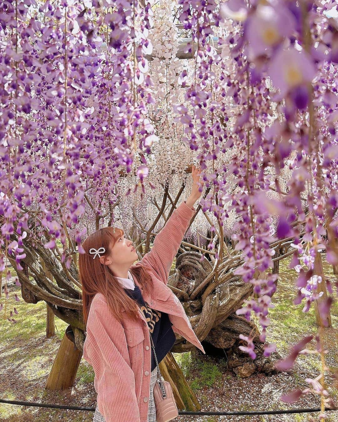 坂本 愛玲菜さんのインスタグラム写真 - (坂本 愛玲菜Instagram)「友達とおでかけしたとき☺️  藤園のおじいちゃんが、ここ数年で1番綺麗ですよ〜って言ってた(^^)ラッキー！  #藤園 #河内藤園 #福岡観光 #北九州 #北九州観光 #藤の花」6月4日 21時40分 - erena_hkt48