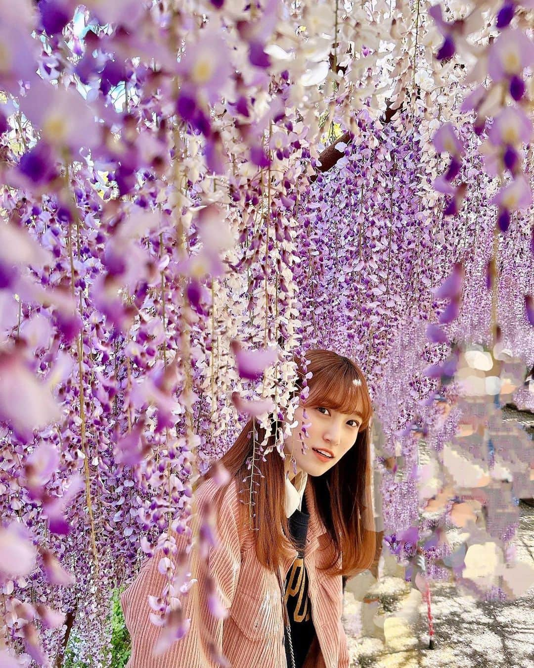 坂本 愛玲菜さんのインスタグラム写真 - (坂本 愛玲菜Instagram)「友達とおでかけしたとき☺️  藤園のおじいちゃんが、ここ数年で1番綺麗ですよ〜って言ってた(^^)ラッキー！  #藤園 #河内藤園 #福岡観光 #北九州 #北九州観光 #藤の花」6月4日 21時40分 - erena_hkt48