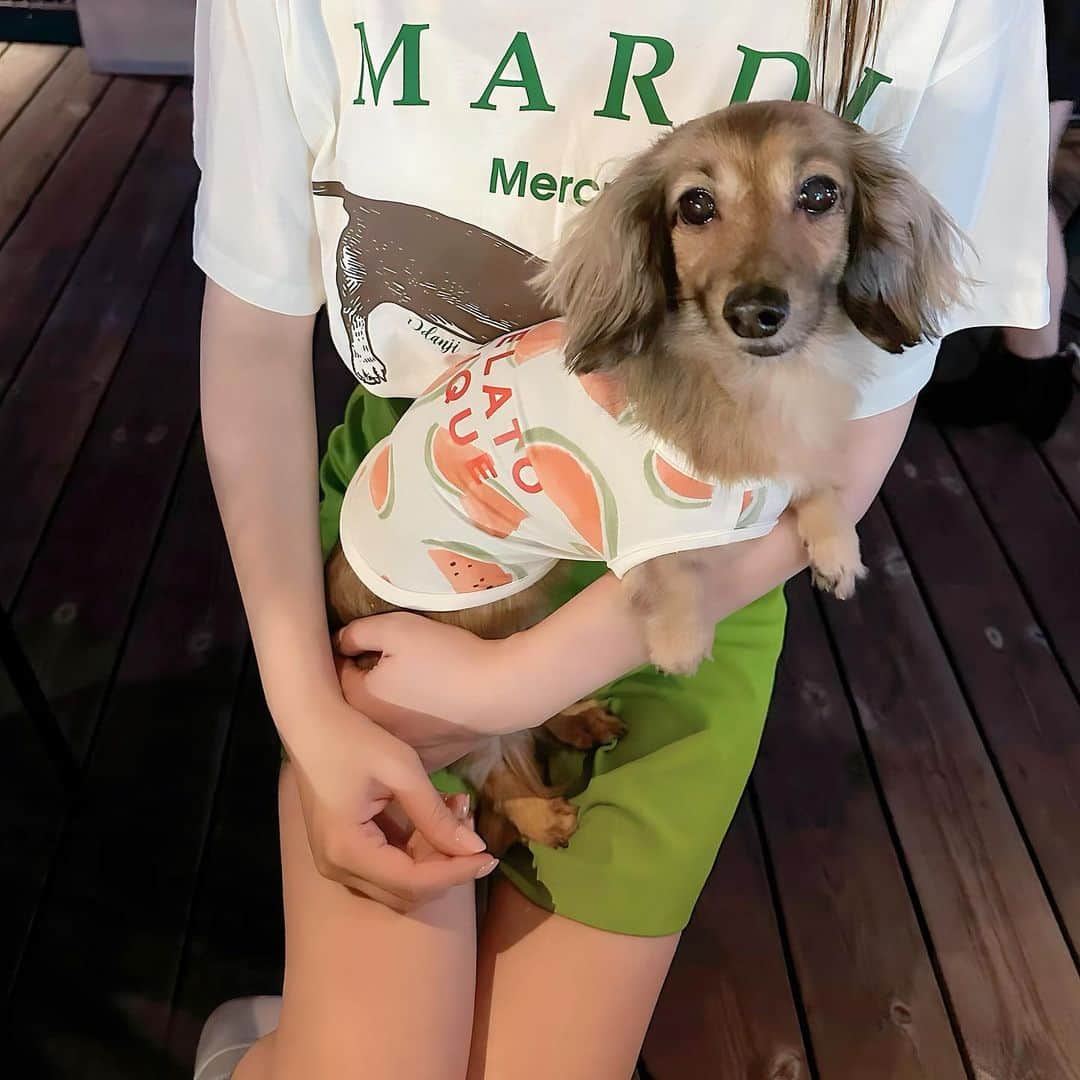 藤川沙弥のインスタグラム：「ジェラートピケのcat & dogシリーズ 可愛すぎて、、リンちゃんに🎁🍉❤️ これ接触冷感の生地になっていて これからの暑い季節にもぴったり☀️ 着ていて涼しくなるの優秀すぎる🥹🙏🏻  5月31日～6月6日まで阪急うめだ4Fで gelato pique CAT&DOGとSLEEP リミテッドコンセプトストアが期間限定でした🩵  #ジェラートピケ #PR #gelatopique」