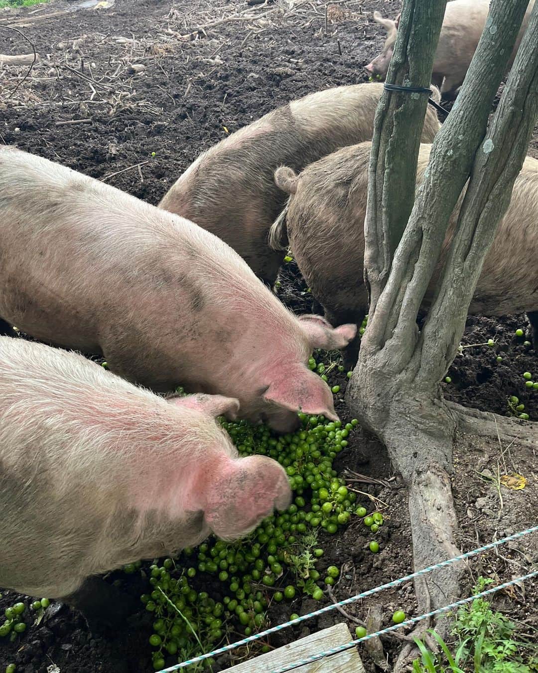 内澤旬子さんのインスタグラム写真 - (内澤旬子Instagram)「ブドウ畑から摘粒した実をいただきました。ヤギたちはあまり食べないので鈴木農園の豚さんたちに2袋あげて、1ふくろは猪ゴン子に持ち帰りました。ゴン子にあげる頃には真っ暗になっていたので豚さんたちの写真だけ。あいかわらずいい顔してます。」6月4日 22時05分 - riprigandpanic