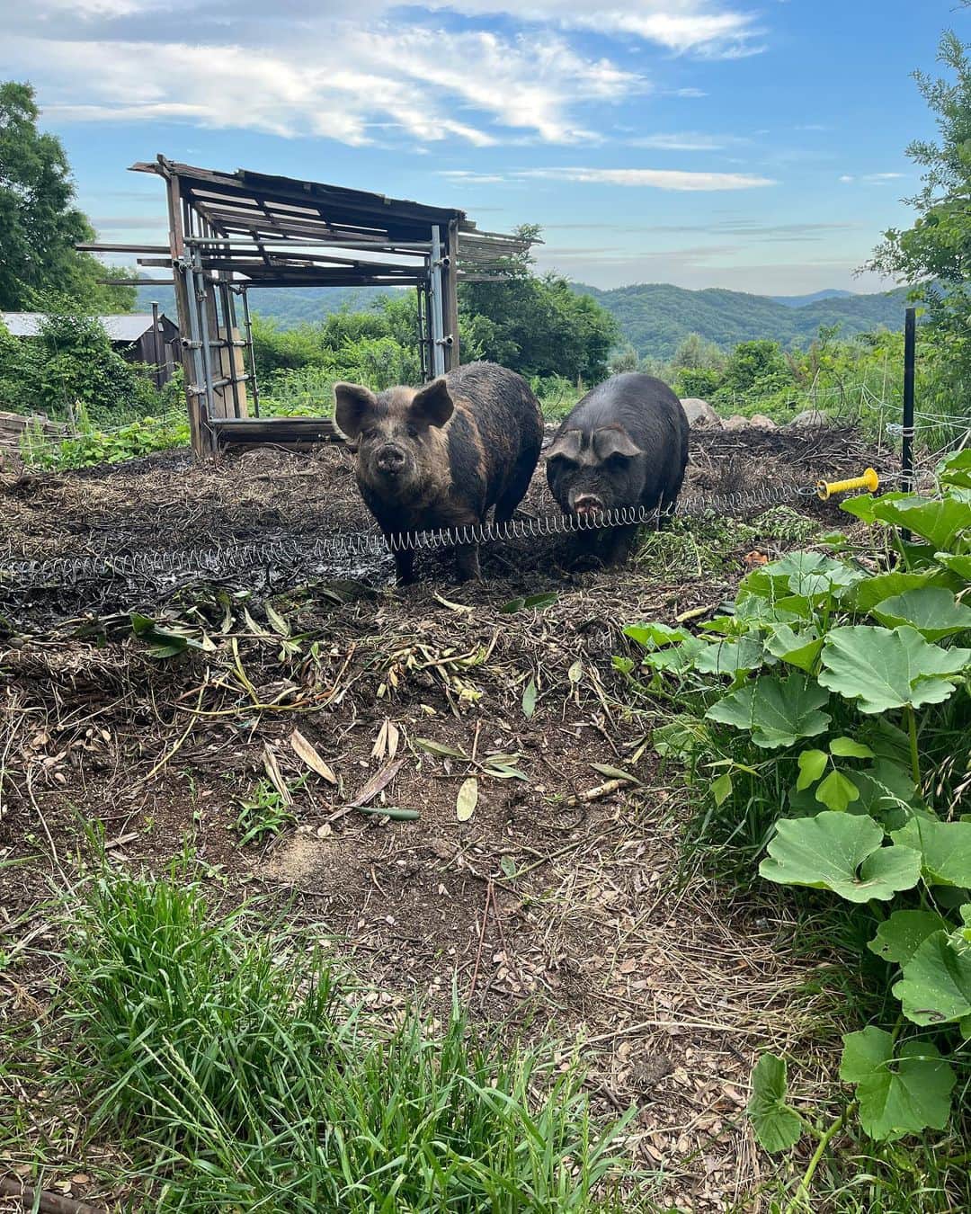 内澤旬子さんのインスタグラム写真 - (内澤旬子Instagram)「ブドウ畑から摘粒した実をいただきました。ヤギたちはあまり食べないので鈴木農園の豚さんたちに2袋あげて、1ふくろは猪ゴン子に持ち帰りました。ゴン子にあげる頃には真っ暗になっていたので豚さんたちの写真だけ。あいかわらずいい顔してます。」6月4日 22時05分 - riprigandpanic