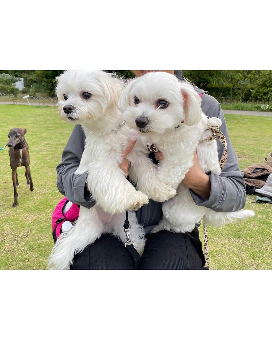 本田裕子さんのインスタグラム写真 - (本田裕子Instagram)「@rinrin_yuko 【魂が喜ぶ】 . 今日は真凛塾の方の リアル対面セッション120分、 パーソナルヨガ70分×3連続レッスン、 オンラインヨガ60分、 バクティ＆集中してたら夜に😳 . 気づきや循環、意識の拡大、深いリラックスetc … すべてが貴重で有難く 魂が喜んでたよーって顔 。 笑 . . …… 例えば、 誰かがあなたに笑顔を見せてくれた時、 そこには温かい真心と敬意がある。 . その純粋なエネルギーを素直に感じて受け取ると、自然と自分の中で感謝に変わり、世界に還元される恵みになっていきます。 . . 今週もハートを開いて 感じていこう🫶 . . ということで、 私事ですが、明日もちと早いので 今夜は近況アップでした😊 . おかげ様でまりんも元気🐶💕 . . . …… #バクティヨガ #カルマヨガ #コーチング #対面セッション #気づき #真我の道 #ヨガ #真我実現 #コーチ #今日のセッション #在る  #ヨガインストラクター #オンラインヨガ #パーソナルヨガ #集中とリラックス #魂が喜ぶ #今日の私 #喜びに生きる #ナマステ #近況 #あっという間に夜 #ハートを開く #真心 #敬意 #ありがとうありがとうありがとう #マルチーズ部 #本田裕子」6月4日 22時51分 - rinrin_yuko