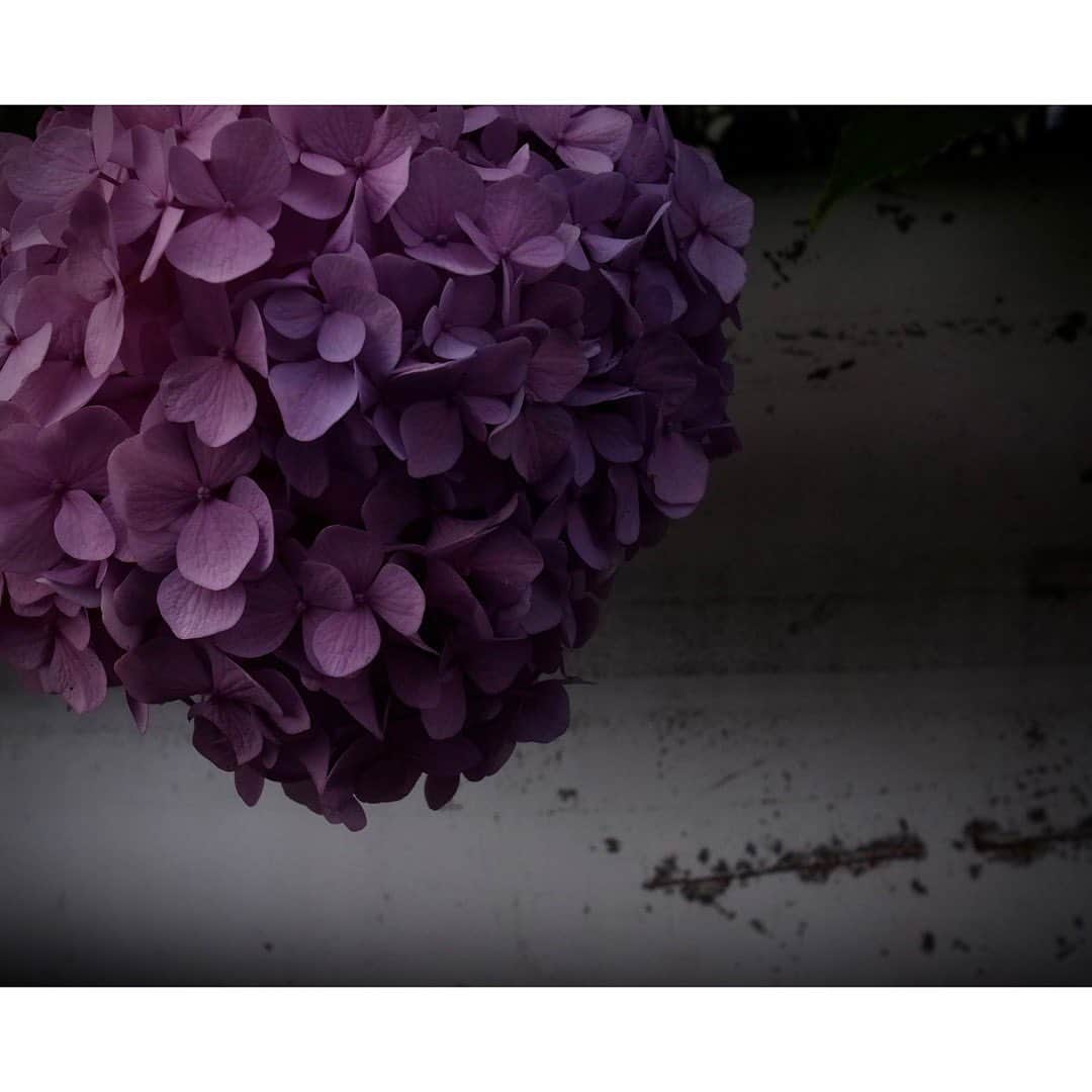 Halのインスタグラム：「* * Hydrangeas  * * GR4で撮った紫陽花はちょっとダークな感じになりました。これはこれでいいと思うんだけど、まだまだ撮りたい！撮りに行けるかなあ？ * * #grsnaps #gr_meet_japan #grdigital4 #ricohgr #igersjp #jp_gallery_member  #sharaku_photostudio  #ricoh_gr_women e #shootgr #frametokyocollective  #thephotosector #voidtokyo #team_jp_flower #tv_flowers #rsa_nature  #rsa_flowers #transfer_visions #rsa_ladies #jj_florals #tv_living #scene_description」