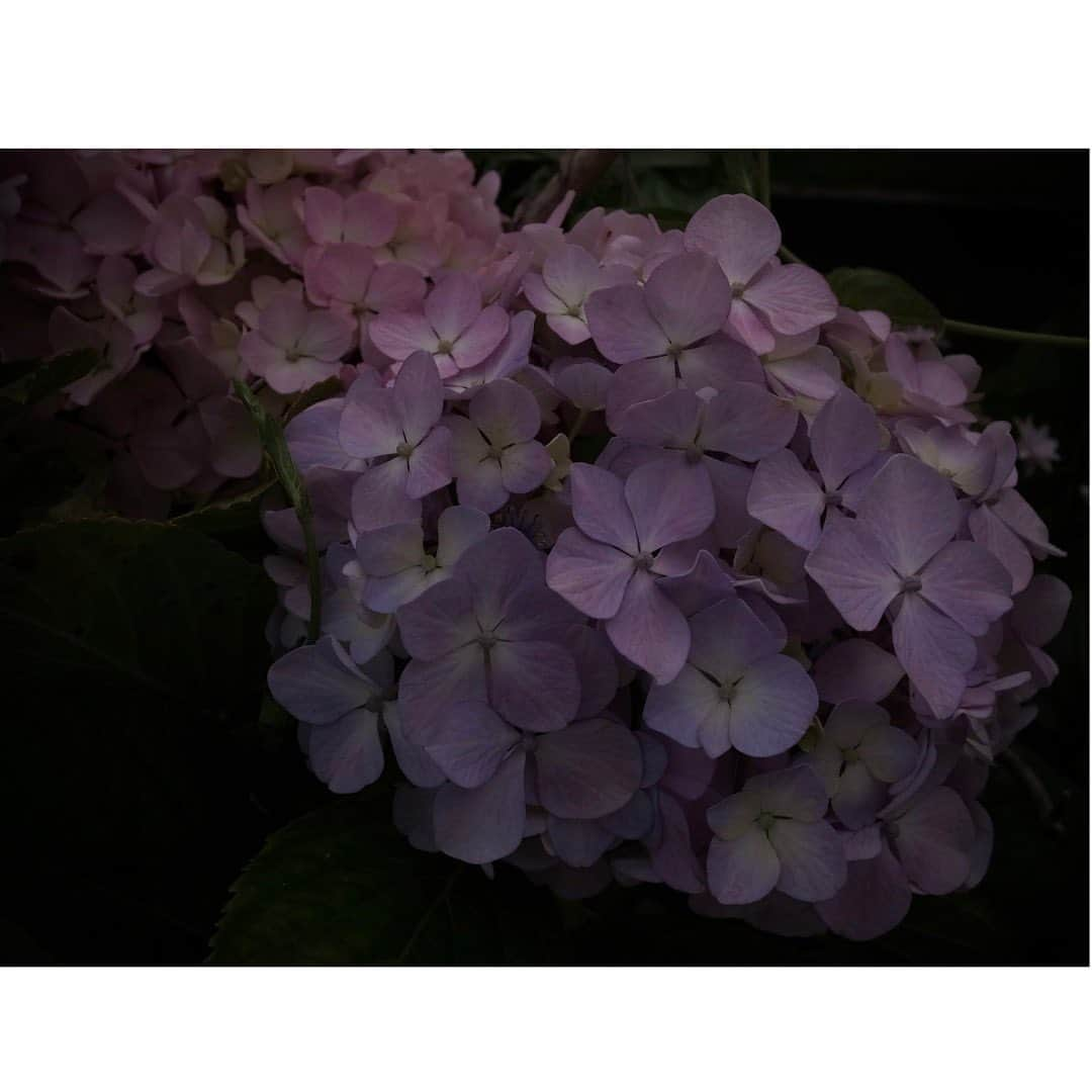 Halさんのインスタグラム写真 - (HalInstagram)「* * Hydrangeas  * * GR4で撮った紫陽花はちょっとダークな感じになりました。これはこれでいいと思うんだけど、まだまだ撮りたい！撮りに行けるかなあ？ * * #grsnaps #gr_meet_japan #grdigital4 #ricohgr #igersjp #jp_gallery_member  #sharaku_photostudio  #ricoh_gr_women e #shootgr #frametokyocollective  #thephotosector #voidtokyo #team_jp_flower #tv_flowers #rsa_nature  #rsa_flowers #transfer_visions #rsa_ladies #jj_florals #tv_living #scene_description」6月4日 22時45分 - hal_h1010