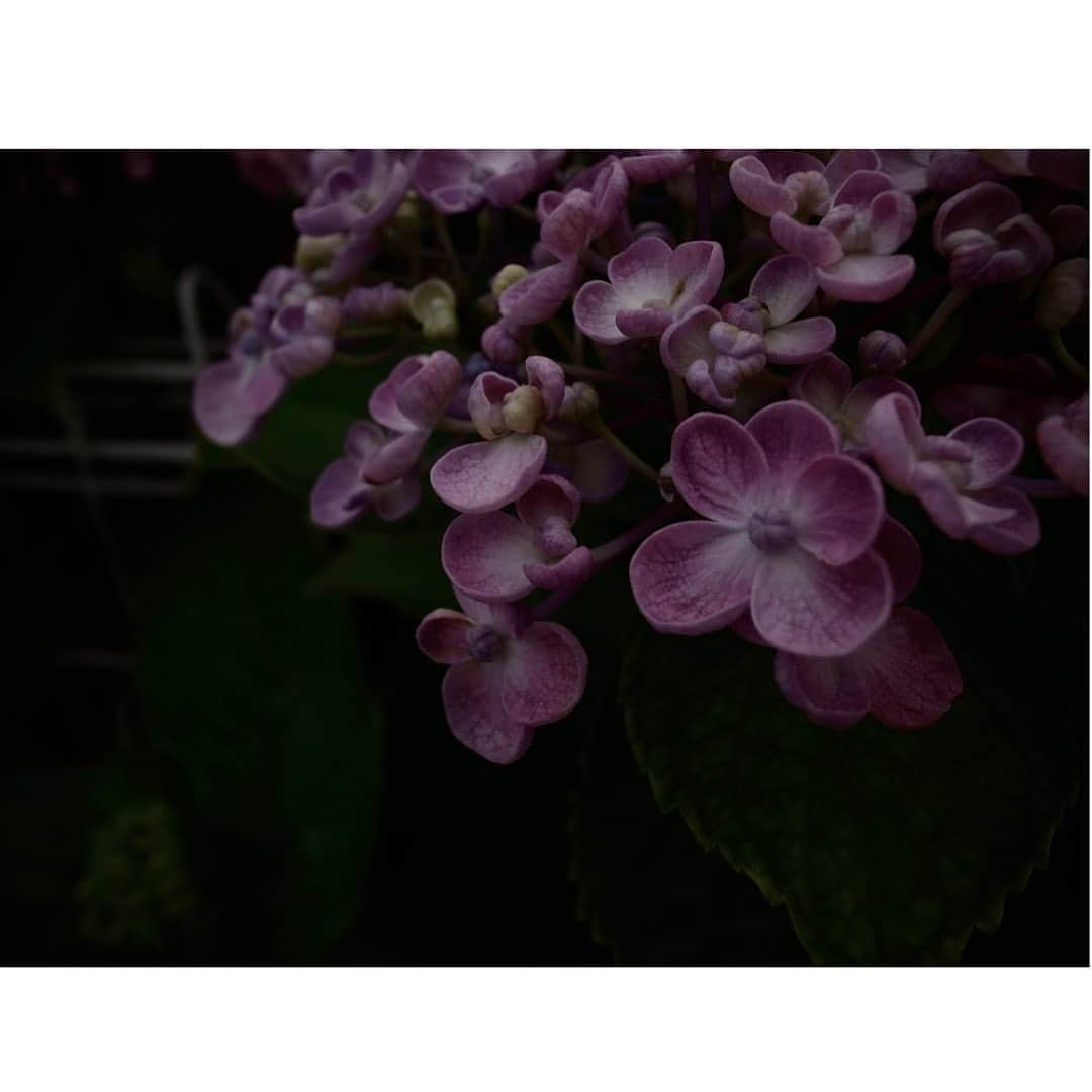 Halさんのインスタグラム写真 - (HalInstagram)「* * Hydrangeas  * * GR4で撮った紫陽花はちょっとダークな感じになりました。これはこれでいいと思うんだけど、まだまだ撮りたい！撮りに行けるかなあ？ * * #grsnaps #gr_meet_japan #grdigital4 #ricohgr #igersjp #jp_gallery_member  #sharaku_photostudio  #ricoh_gr_women e #shootgr #frametokyocollective  #thephotosector #voidtokyo #team_jp_flower #tv_flowers #rsa_nature  #rsa_flowers #transfer_visions #rsa_ladies #jj_florals #tv_living #scene_description」6月4日 22時45分 - hal_h1010