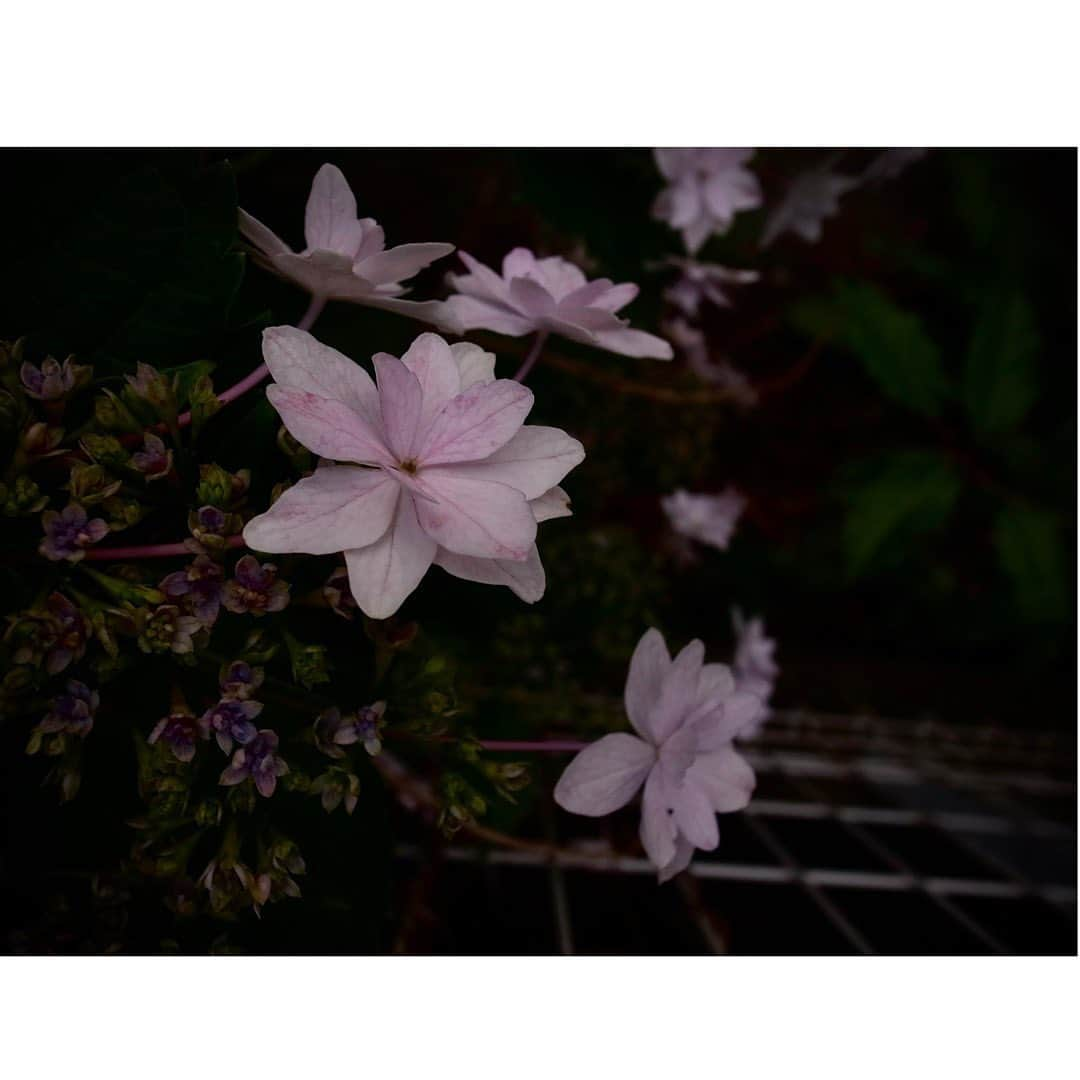 Halさんのインスタグラム写真 - (HalInstagram)「* * Hydrangeas  * * GR4で撮った紫陽花はちょっとダークな感じになりました。これはこれでいいと思うんだけど、まだまだ撮りたい！撮りに行けるかなあ？ * * #grsnaps #gr_meet_japan #grdigital4 #ricohgr #igersjp #jp_gallery_member  #sharaku_photostudio  #ricoh_gr_women e #shootgr #frametokyocollective  #thephotosector #voidtokyo #team_jp_flower #tv_flowers #rsa_nature  #rsa_flowers #transfer_visions #rsa_ladies #jj_florals #tv_living #scene_description」6月4日 22時45分 - hal_h1010