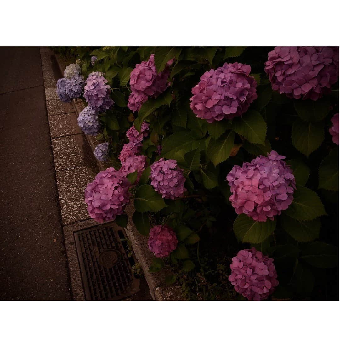 Halさんのインスタグラム写真 - (HalInstagram)「* * Hydrangeas  * * GR4で撮った紫陽花はちょっとダークな感じになりました。これはこれでいいと思うんだけど、まだまだ撮りたい！撮りに行けるかなあ？ * * #grsnaps #gr_meet_japan #grdigital4 #ricohgr #igersjp #jp_gallery_member  #sharaku_photostudio  #ricoh_gr_women e #shootgr #frametokyocollective  #thephotosector #voidtokyo #team_jp_flower #tv_flowers #rsa_nature  #rsa_flowers #transfer_visions #rsa_ladies #jj_florals #tv_living #scene_description」6月4日 22時45分 - hal_h1010