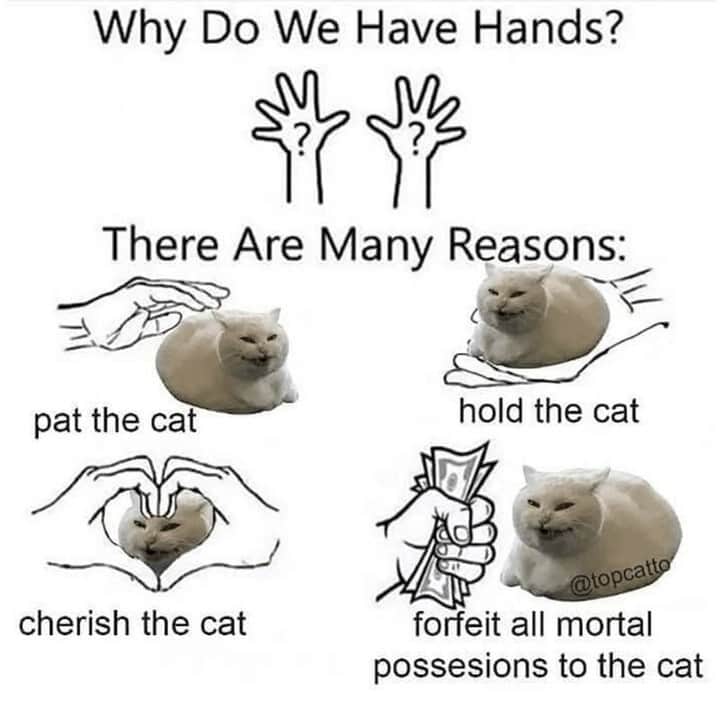 のインスタグラム：「Science  #meowed #meme #cutecat #cat #hands #science」