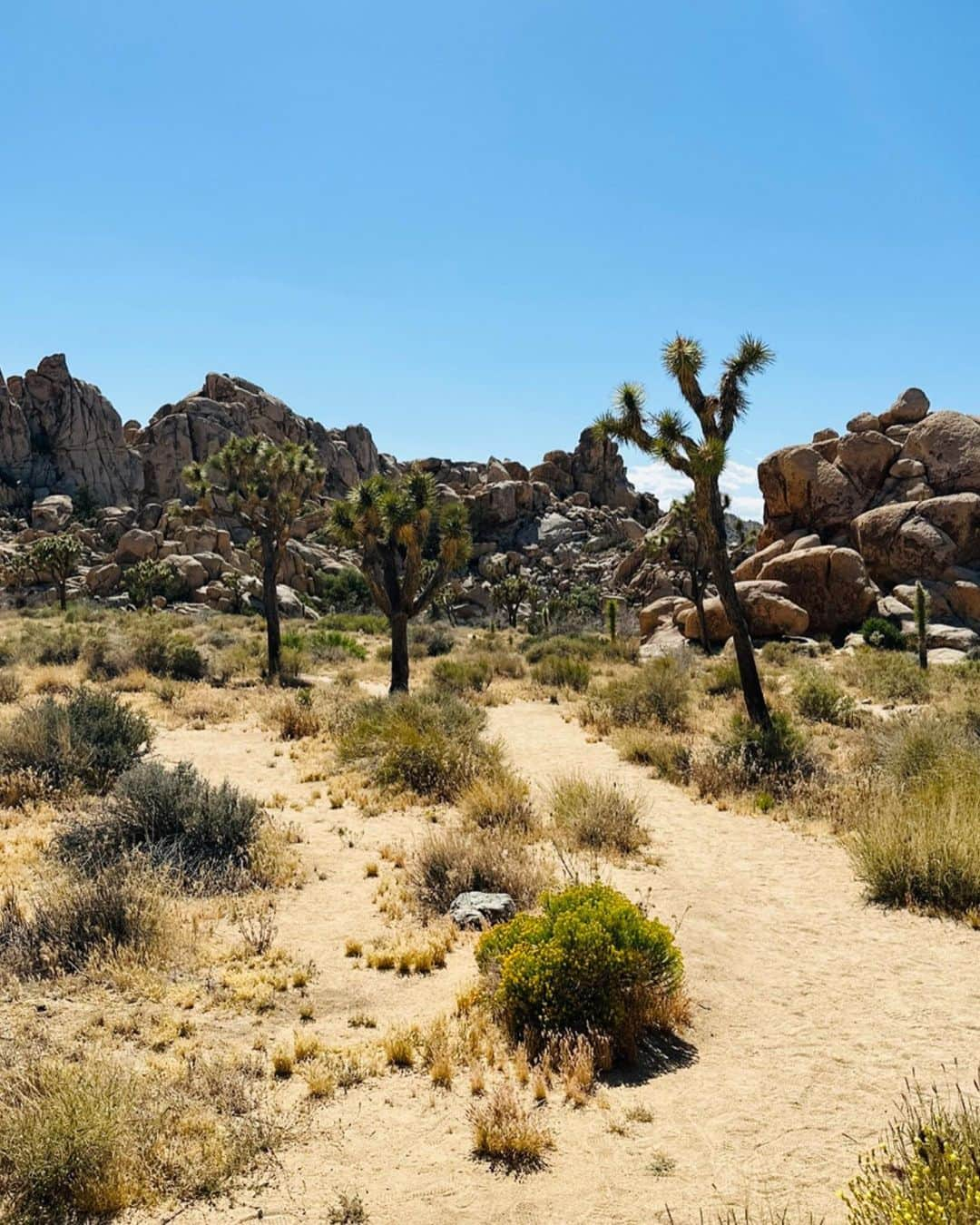 シェネルさんのインスタグラム写真 - (シェネルInstagram)「Recap on some of our nature fun in LA at Joshua tree. #nature #fun #love #joshuatree #travel #travelphotography #dessert #la #friends」6月4日 23時24分 - chenelleworld