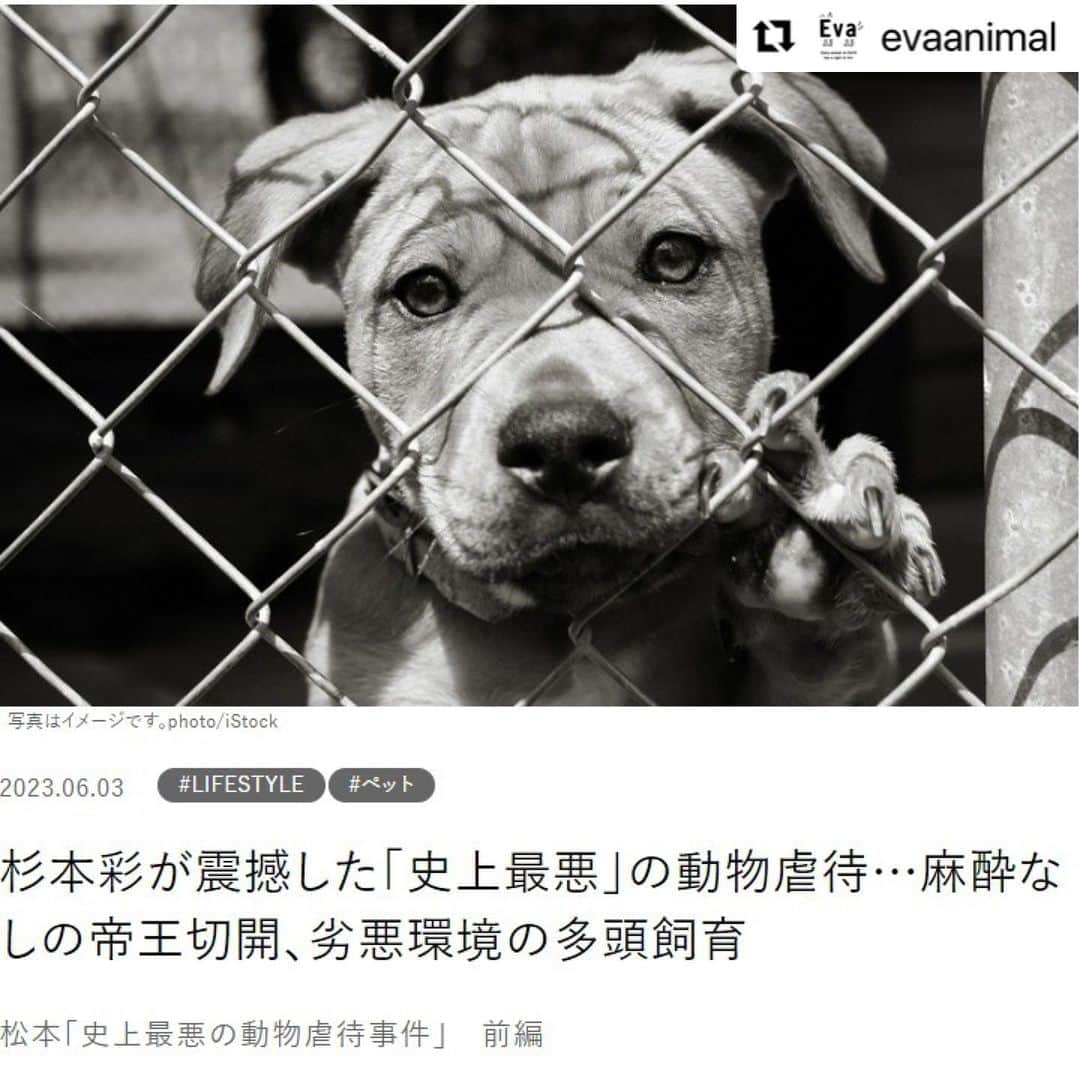 杉本彩さんのインスタグラム写真 - (杉本彩Instagram)「#Repost @evaanimal with @use.repost ・・・ 松本「史上最悪の動物虐待事件」前編  杉本彩が震撼した「史上最悪」の動物虐待…麻酔なしの帝王切開、劣悪環境の多頭飼育_FRaUweb  本日(6月3日)公開のFRaUwebに長野県松本市の劣悪繁殖業者の件について、改めて取り上げて頂きました。  現在進行中の公判の模様も記事化して頂きましたので、是非多くの方にお読み頂ければと思います。  署名活動も行なっておりますので、引き続きご協力の程宜しくお願い致します。6/19正午締切です。  https://gendai.media/articles/-/111154?media=fra  #FRaUweb #講談社 #長野県松本市 #犬の劣悪繁殖業者 #動物虐待は犯罪です #動物虐待に厳罰を #署名活動にご協力下さい #動物環境福祉協会eva #杉本彩」6月4日 23時35分 - sugimoto_aya0719