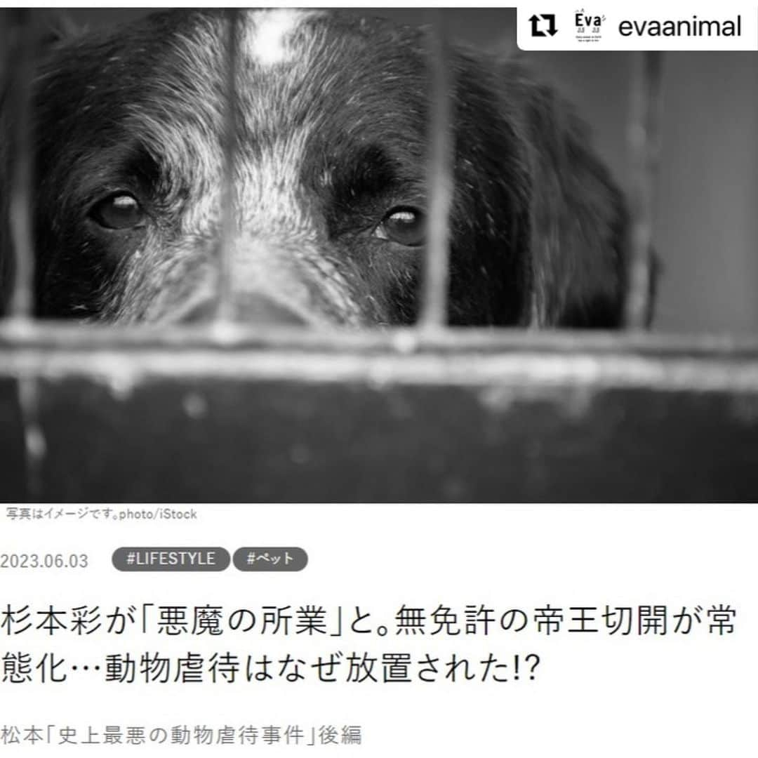 杉本彩さんのインスタグラム写真 - (杉本彩Instagram)「#Repost @evaanimal with @use.repost ・・・ 松本「史上最悪の動物虐待事件」後編  杉本彩が「悪魔の所業」と。無免許の帝王切開が常態化…動物虐待はなぜ放置された!?_FRaUweb  本日(6月3日)公開のFRaUwebにて長野県松本市の劣悪繁殖業者の件について前編、後編に渡り取り上げて頂きました。 こちら、後編の記事になります。 是非お読み下さい。  署名活動も行なっておりますので、引き続きご協力の程宜しくお願い致します。6/19正午締切です。  https://gendai.media/articles/-/111184?media=frau  #FRaUweb #講談社 #長野県松本市 #犬の劣悪繁殖業者 #動物虐待は犯罪です #動物虐待に厳罰を #署名活動にご協力下さい #動物環境福祉協会eva #杉本彩」6月4日 23時39分 - sugimoto_aya0719