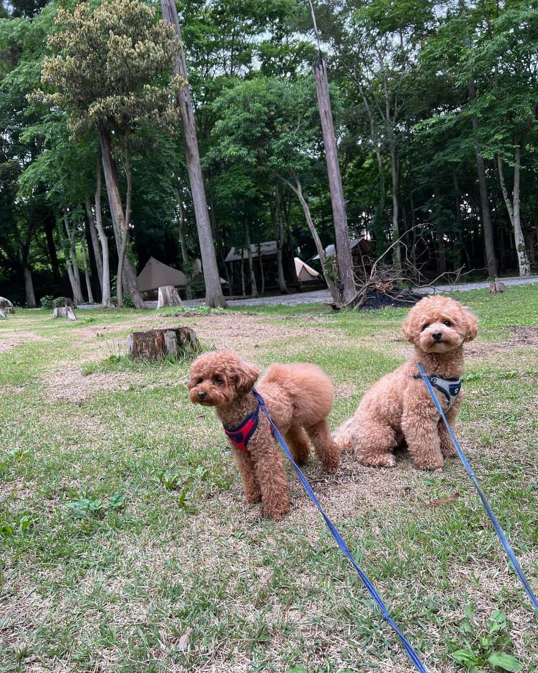 MelonHarunaさんのインスタグラム写真 - (MelonHarunaInstagram)「先日、自然を感じに🐛🌳🏕️ お久しぶりの東京クラシックキャンプへ  のーんびり時間が過ぎ… ませんでした🤣 👶🏻に🐶🐶に忙しすぎて💦笑  でもここに来ると、普段絶対無理な 虫でさえも受け入れられてしまう☺️ 外で入るお風呂も最高☁️🛀♨️  #東京クラシックキャンプ #東京グランピング#グランピング#グランピングキャンプ #bbq#キャンプファイヤー」6月4日 23時53分 - melon_867