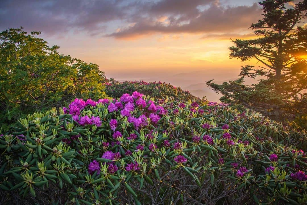 アメリカ内務省さんのインスタグラム写真 - (アメリカ内務省Instagram)「Every year in June, pink and purple rhododendron blooms appear along exposed mountain ridges near the @BlueRidgeNPS.   The Blue Ridge Parkway is a slow-paced, relaxing drive revealing stunning, long-range vistas and close-up views of the Appalachian Highlands' rugged mountains and pastoral landscapes. The parkway meanders for 469 miles, protecting a diversity of plants and animals and providing opportunities for enjoying all that makes this region of the country so special.   Photo courtesy of Sid Vedula   #wildflowers #recreateresponsibly #GreatOutdoorsMonth  Alt Text: Pink and purple rhododendron blooms sit on an exposed mountain ridge with other bushes and a tree. The sun sets over other mountain ranges far out in the distance with clouds in the sky.」6月5日 0時05分 - usinterior