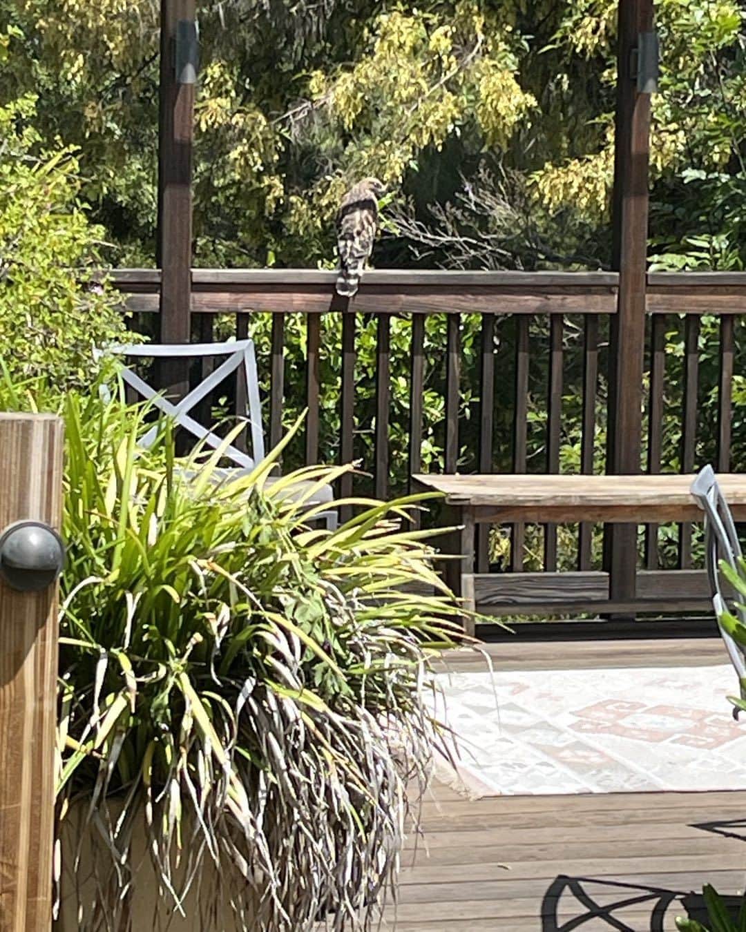 クリス・ノースのインスタグラム：「Cooper the hawk came down to visit  again.I love this hawk」