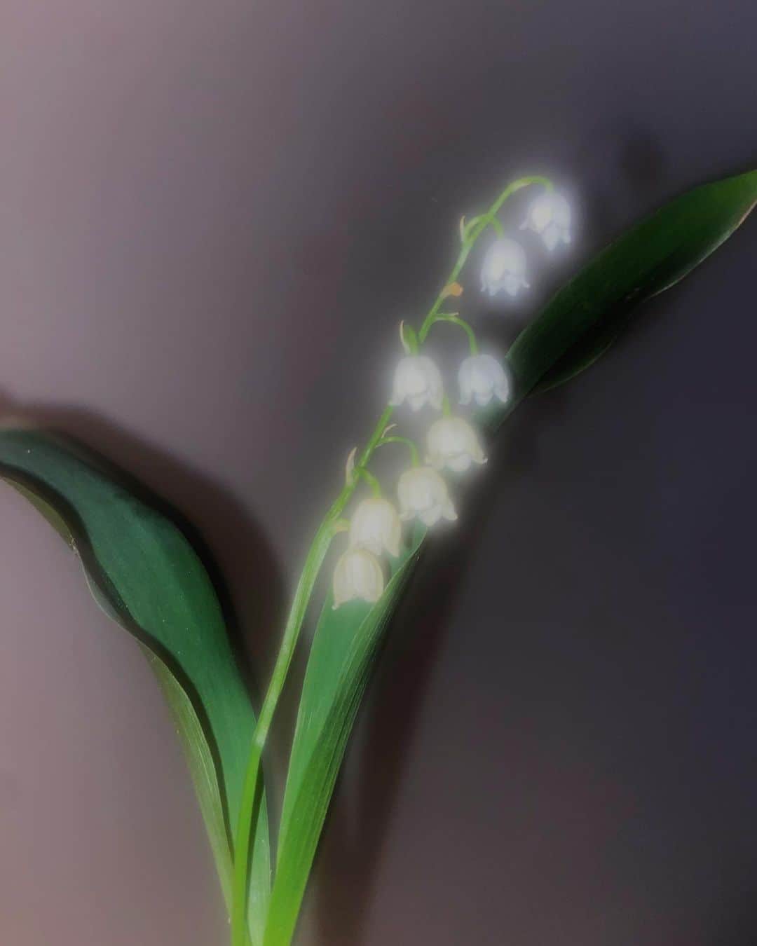 のインスタグラム：「Valley-girliest of the Lilies」