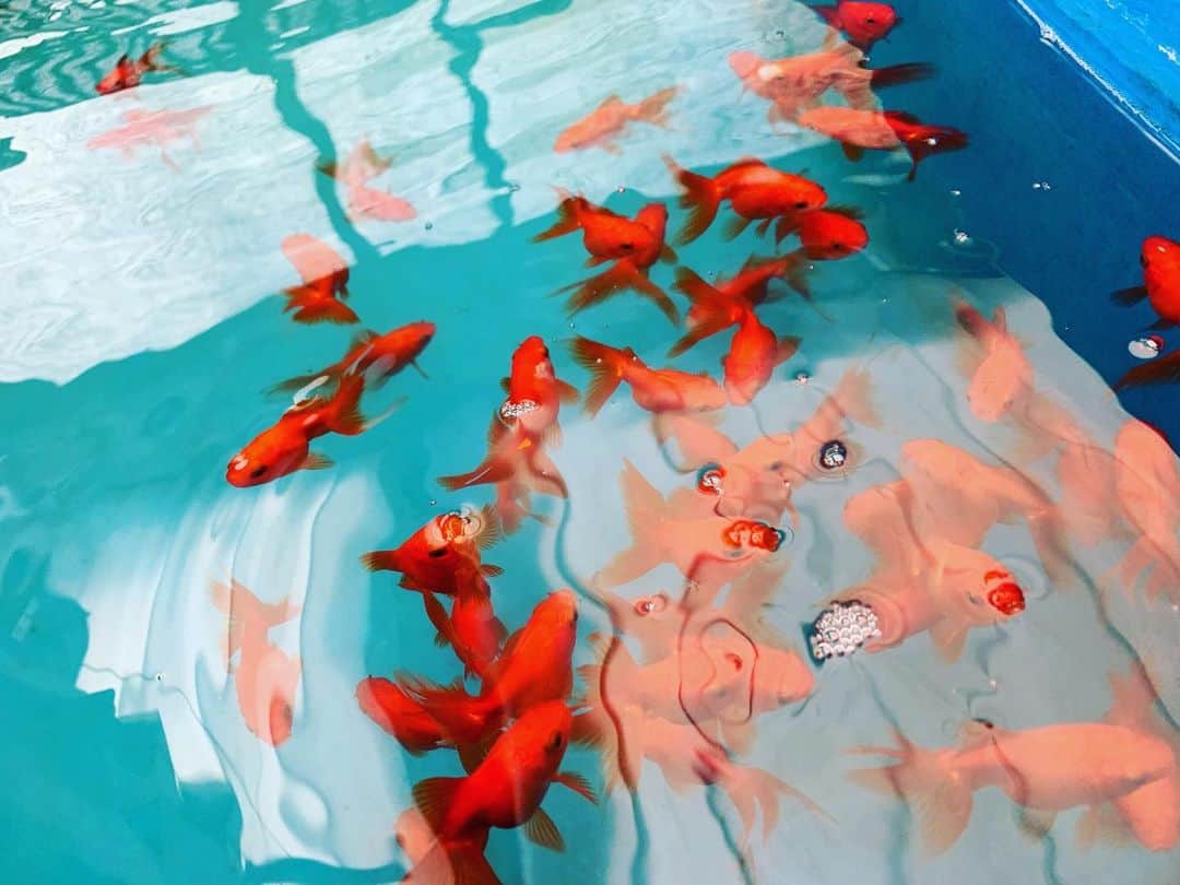 森岡朋奈のインスタグラム：「今日、池ブラしてたら  金魚みつけて  お祭りのシーンの金魚すくいを思い出して 目に焼き付けている自分がいた  この金魚たちも降ってきたんだよな  本日超満員でした。 ありがとうございました！！！」