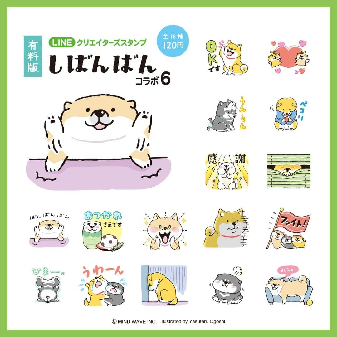 オオゴシヤステルさんのインスタグラム写真 - (オオゴシヤステルInstagram)「⭐️LINEスタンプ情報⭐️  LINEクリエーターズスタンプ 『【有料版】しばんばん コラボ 6』がリリース！  期間限定で無料配布されていた「しばんばん ×LINE NEWS」が有料版として復活！ ず〜っと使ってくださいね♫  ▶️https://line.me/S/sticker/22494423  購入ページには ストーリーズ、ハイライト「LINE」から✈️✈️✈️  〈ฅ `ᴥ´ ฅ〉(ฅ・ᴥ・ฅ)  #LINE #lineスタンプ #LINENEWS #マインドウェイブ #mindwave #しばんばん #shibanban #むちころばんばん #muchicorobanban #オオゴシヤステル #柴犬 #しばいぬ #shibainu」6月5日 11時03分 - ogoshi_yasuteru