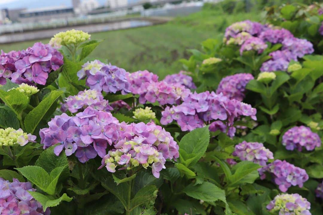 海老名市さんのインスタグラム写真 - (海老名市Instagram)「海老名のアジサイ巡り。  大谷水門付近や市役所に近い「横須賀水道路」のアジサイが咲いていました✨  蝶もアジサイの開花を喜ぶかのように飛び回っていました。  📷 #好きです海老名 写真募集に、ぜひご応募ください！ 詳しくは、@ebina_officialのプロフィールより、公式サイトをご覧ください。 ご応募、お待ちしています！  #好きです海老名 #住みたい住み続けたいまち海老名 #海老名 #神奈川 #ebina #写真募集 #写真 #募集 #四季 #アジサイ #紫陽花」6月5日 11時20分 - ebina_official