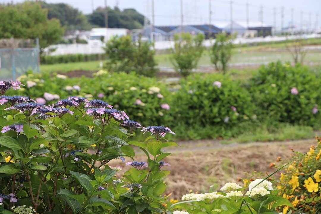海老名市さんのインスタグラム写真 - (海老名市Instagram)「海老名のアジサイ巡り。  大谷水門付近や市役所に近い「横須賀水道路」のアジサイが咲いていました✨  蝶もアジサイの開花を喜ぶかのように飛び回っていました。  📷 #好きです海老名 写真募集に、ぜひご応募ください！ 詳しくは、@ebina_officialのプロフィールより、公式サイトをご覧ください。 ご応募、お待ちしています！  #好きです海老名 #住みたい住み続けたいまち海老名 #海老名 #神奈川 #ebina #写真募集 #写真 #募集 #四季 #アジサイ #紫陽花」6月5日 11時20分 - ebina_official