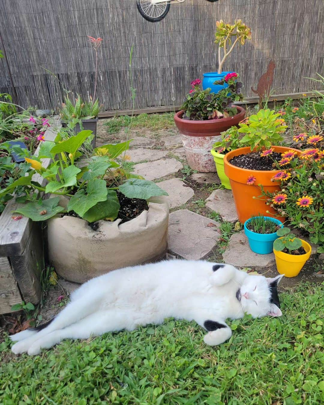 Garyのインスタグラム：「We installed a speed bump just in case Hank goes for the fence」