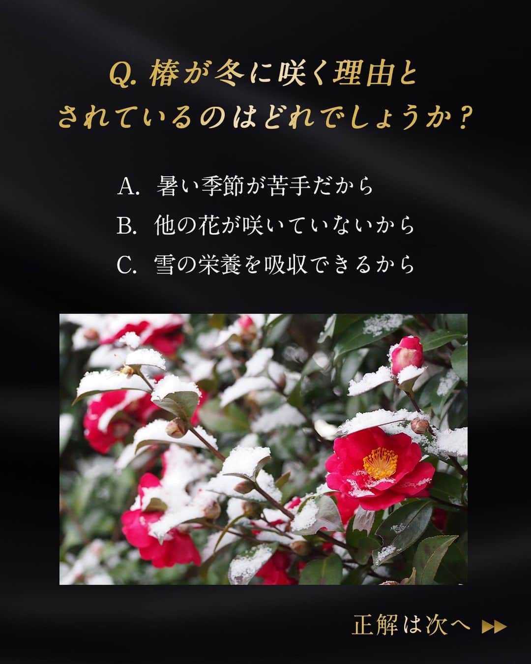 TSUBAKI（資生堂）さんのインスタグラム写真 - (TSUBAKI（資生堂）Instagram)「＼椿オイルストーリーからクイズも出題🔍⁉／  厳冬でも青々とした艶やかな葉を茂らせ、蕾を覆うほどの雪をものともせず咲き誇る真っ赤な花、椿。 今回は、「椿の生命力」の秘密をご紹介いたします🌷  ―――――――――――――――――― クイズにも参加してみてください✨ ―――――――――――――――――― 皆さんの答えは「A・B・C」どちらでしたか？ ―――――――――――――――――― ぜひコメントで教えてくださいね✍ ――――――――――――――――――  *ツバキ種子油（ツヤ）  #TSUBAKI #ヘアマスク #ヘアパック #ヘアケア #ダメージヘアケア #おすすめシャンプー #モテ髪 #コスメレポ #シャンプーマニア #美髪ケア #美髪マニア #おすすめヘアケア #乾燥 #バズりコスメ #ドラコス #椿 #椿オイル #椿油 #春コスメ #ベスコス #夏コスメ #クイズ」6月5日 12時05分 - tsubaki_jp