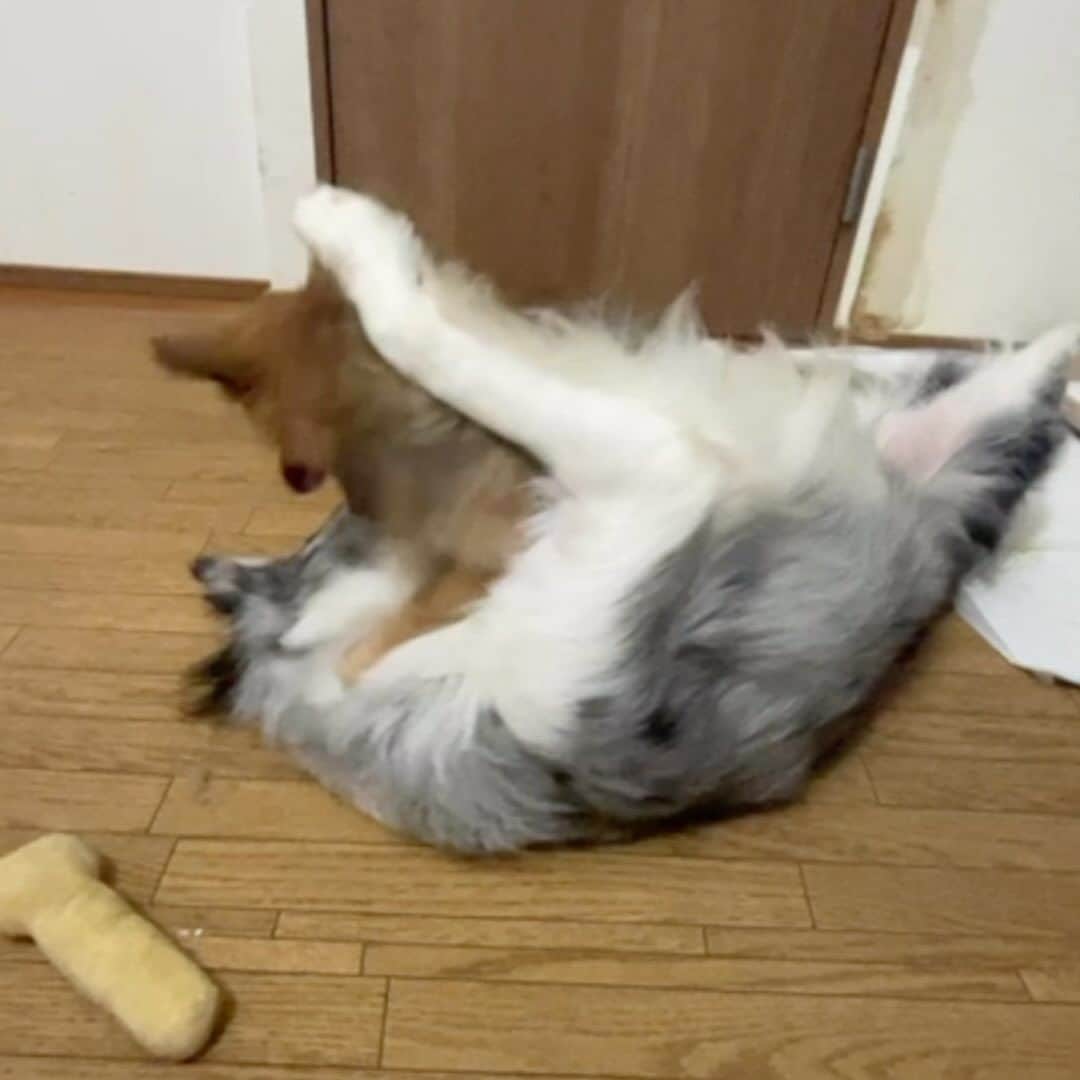 金城真央のインスタグラム：「毎日わちゃわちゃ🐕 でも、雨が続くともっとわちゃわちゃ🤣 被害もかなり被るけど見てると癒されます🥰  #雨の日の過ごし方  #金城真央 #女優 #タレント  #モデル #ナレーター #MC #アラフォー女子 #犬のいる暮らし #猫すき  #犬バカ部 #愛犬 #いぬ部 #犬好き #親バカ飼い主 #多頭飼い #チワワ #デカチワワ４kg  #チワワのいる生活 #チワワに見えないけどチワワ  #ポメチワ #チワポメ #ポメチー #ミックス犬  #ボーダーコリー #ボーダーコリーのいる生活 #ボーダーコリーブルーマール」