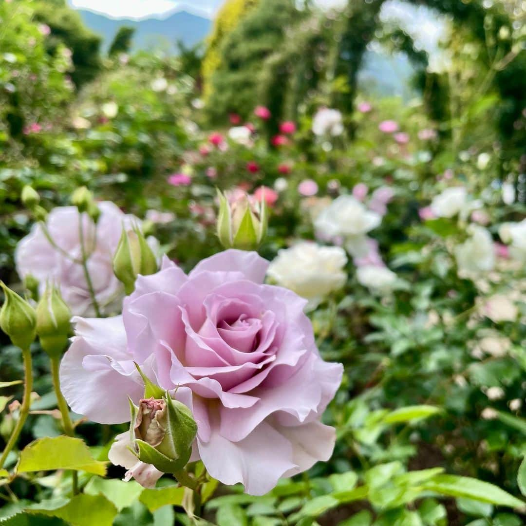 大森日雅さんのインスタグラム写真 - (大森日雅Instagram)「🌹🌹」6月5日 11時57分 - nichika_omori