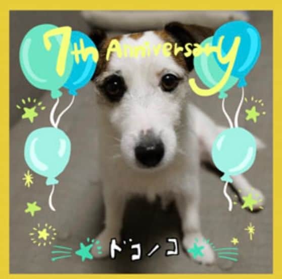 ほぼ日刊イトイ新聞さんのインスタグラム写真 - (ほぼ日刊イトイ新聞Instagram)「【祝・ドコノコ７周年！】 犬や猫用の写真アプリ #ドコノコ @dokonokoapp が 本日７周年をむかえました。 記念のフォトフレームを ７つ作りましたので、 おうちにかわいいコたちの写真で ぜひご参加ください！ くわしくは @hobonichi1101 やストーリーのリンクからどうぞ。 https://www.dokonoko.jp/news/10109  #ドコノコ #犬 #猫 #ウチのコ #７周年 #ほぼ日 #ほぼ日刊イトイ新聞」6月5日 11時55分 - hobonichi1101