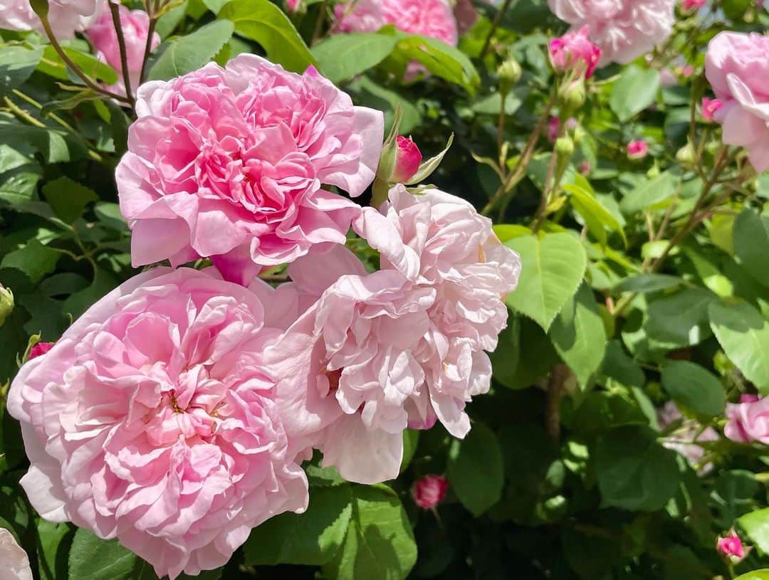 大森日雅さんのインスタグラム写真 - (大森日雅Instagram)「梅雨の前に薔薇も観たかった~🌹 見頃で綺麗＆優雅でした。 #河口湖 #パワスポ #薔薇🌹」6月5日 11時55分 - nichika_omori
