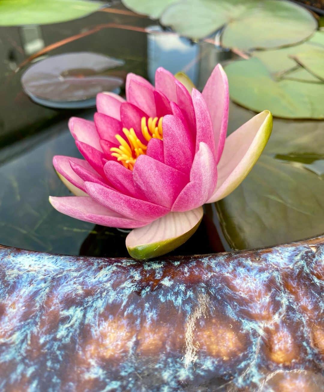 高羽そらのインスタグラム：「外出中に蓮の花に出会った。あまりに神々しいので、写真を撮らせてもらった。いつまでも見ていられるよなぁ。 #蓮の花」