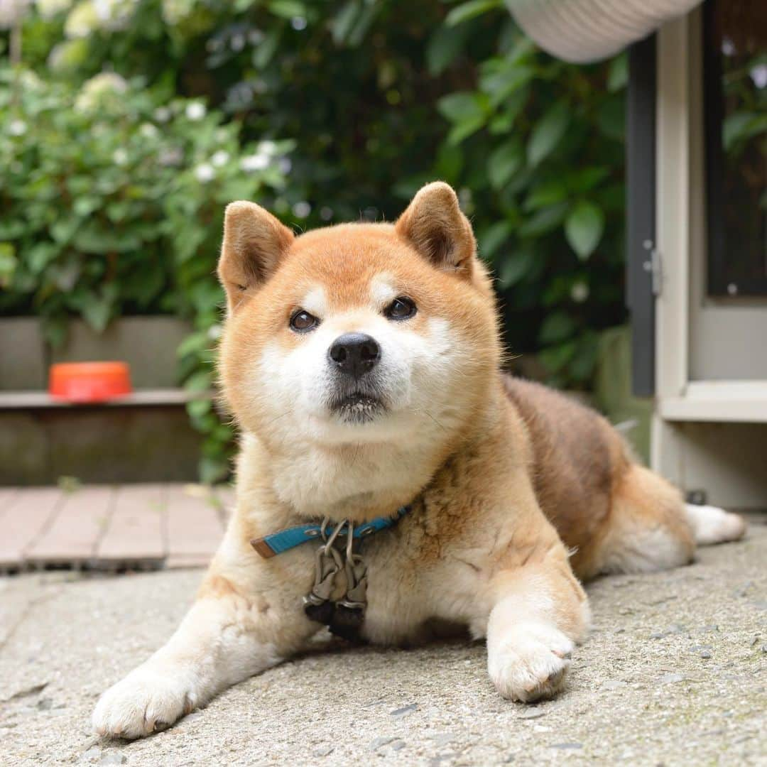 Ryujiのインスタグラム：「Good morning.😄 Shishimaru❗️ We’re macho brothers❗️ I’ve been waiting for you to come back‼️💪🔥 おはようございます🍞 ししまる❗️ ぼくらはマッチョ兄弟だ❗️ 無事の帰還を待ってるぞ‼️💪🔥 #焼き上がりました#コッペパン#療養中#柴犬カット#あとは治るだけじゃい#サイボーグ犬#pancakes#macho#nakedgeneral#bros#goodmorning#おはよう」