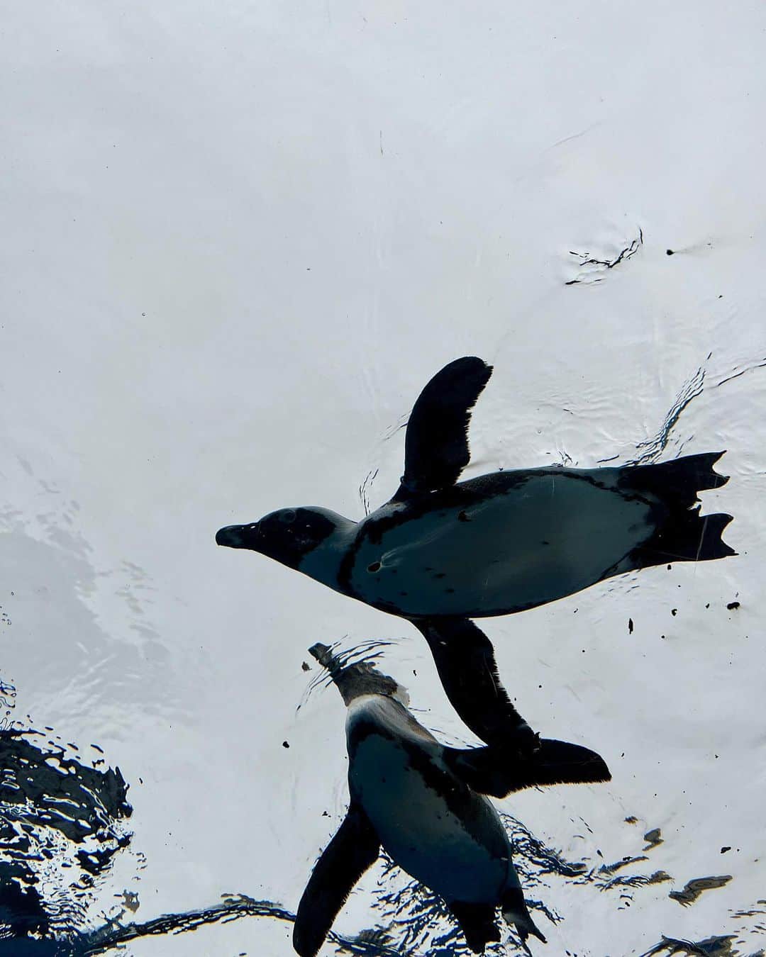 氏原ワタルさんのインスタグラム写真 - (氏原ワタルInstagram)「曇天に舞うペンギン #penguin」6月5日 12時05分 - wataru_ujihara