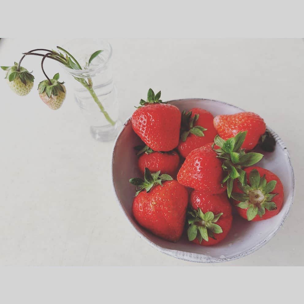 ハミルのインスタグラム：「. . 【　ことし、最後の🍓　】  肘が治り、駆け足の日々に戻り、 気づいたら6月に.  北海道の無農薬の苺🍓、 たねびと、さとう苺店の佐藤夫婦から 今年最後になる苺🍓たちが届く. @sato.strawberry.shop_h  @sato.strawberry.shop_k   かわいいちびちゃん🍓が入ってた。 ほんのり赤くなり出してる.  春ー初夏は毎年あっという間に、 過ぎ去っていく.  今年も味わって、味わっていただく. 幸せな景色、また来年🍓.  佐藤ヒッキさん、りつこさん、 いつもありがとうございます。  今年も畑に会いにいけたらな。  #佐藤いちご店  #佐藤いちご店喫茶室  #無農薬の苺 #無農薬の苺は宝」