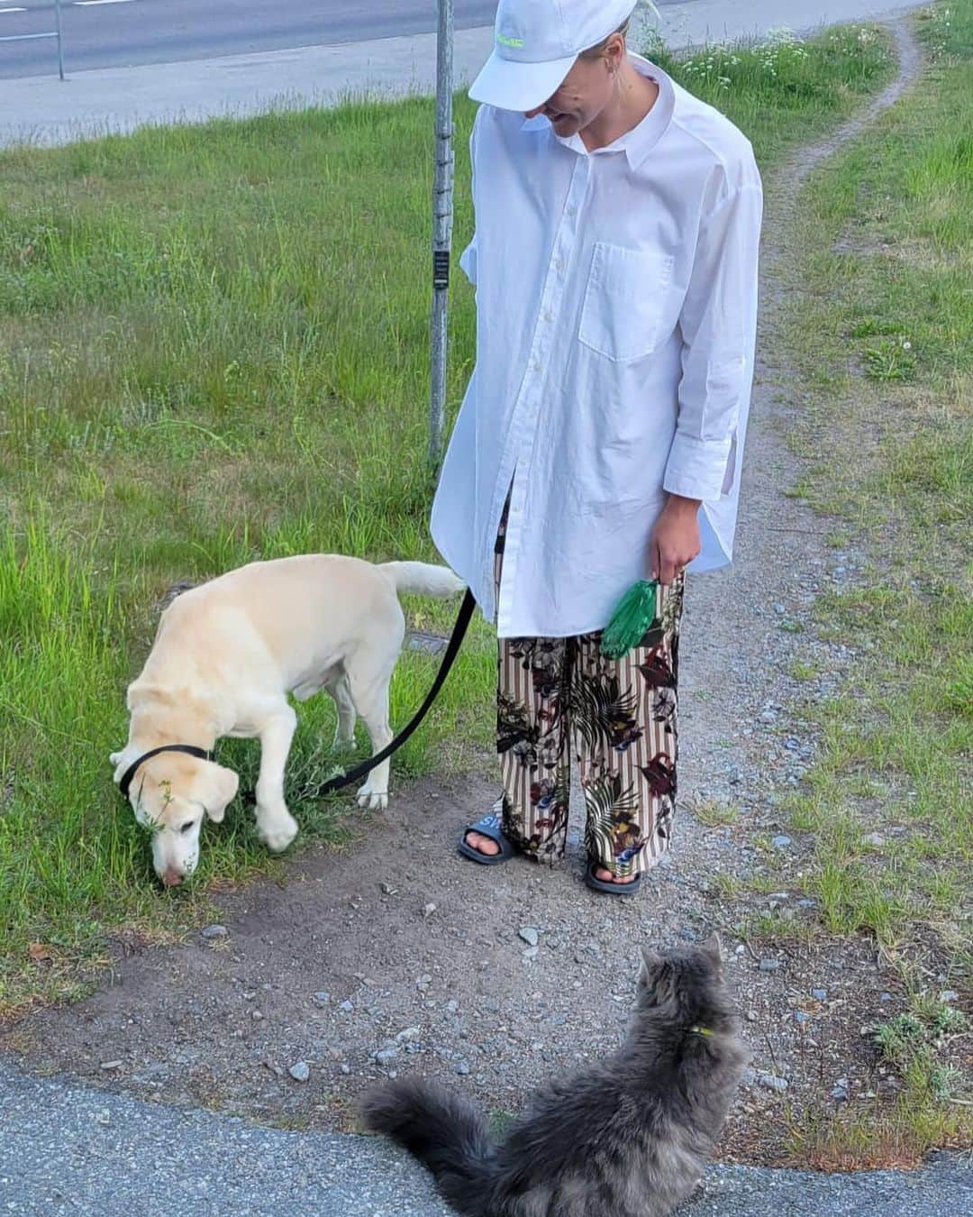 サラ・ショーストレムのインスタグラム：「Kvällspromenad med hela gänget. Aston är tillfälligt inneboende. Tog några dagar för @cattori.hanzo att acceptera Astons närvaro. Men idag tyckte katten att det var spännande att följa med på promenad 😍🐶😺」