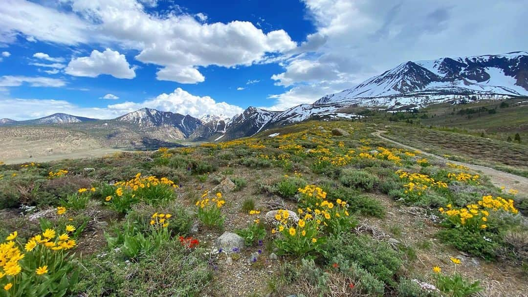 イヴォンヌ・ストラホフスキーさんのインスタグラム写真 - (イヴォンヌ・ストラホフスキーInstagram)「Postcards from the Sierras #backcountry #roadie」6月5日 4時00分 - yvonnestrahovski