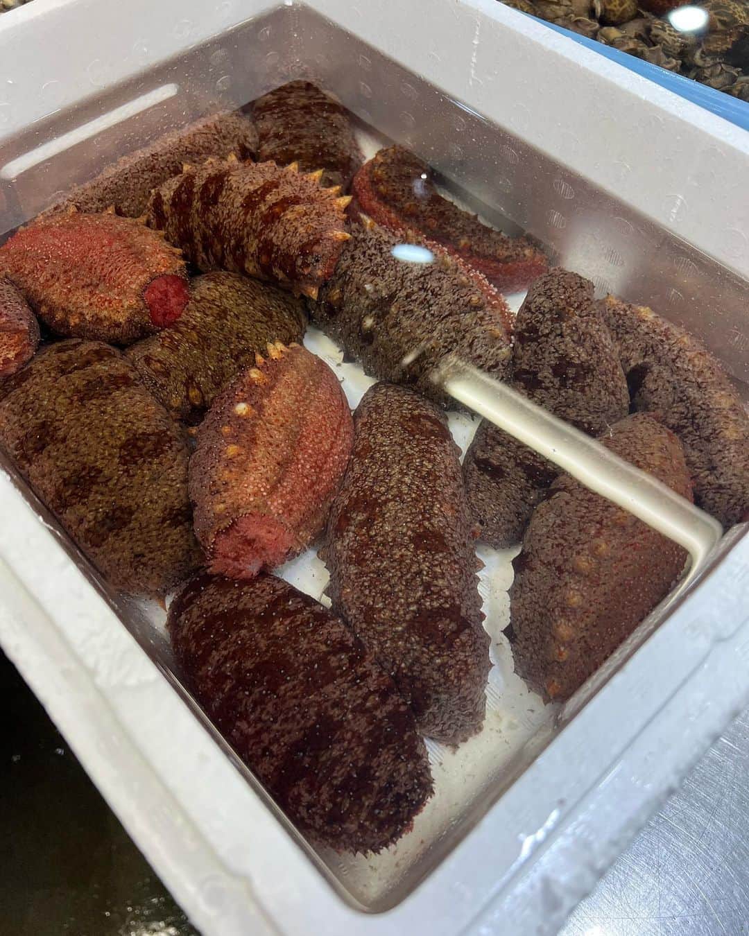 甘糟記子さんのインスタグラム写真 - (甘糟記子Instagram)「土曜日の朝は豊洲へ！  台風の進み具合でどうなるか？ と心配してたけど、朝には風もやんで雨も通常。  良かった\(//∇//)\  今回はメキシコの本鮪！！  とっても美しい(o^^o)  そしてちょうど腹の部分を頂いたのでトロ多め(〃ω〃) 大トロまであって幸せ(๑>◡<๑)  いつも美しく柵にカットしてくれる鮪屋の秋山さん(≧∀≦) 美味しい鮪を感謝です！  そして今回は、赤ナマコ、大粒アサリ、イカ、タイ、ヒラメ、シマアジ、瓶詰め雲丹、白エビ、車海老、牡蠣、シャケ、漬物などをゲット！ シャケも豊洲で買うと本当に美味しくて、私12切れ、友達15切れ購入（笑）  漬物は築地の吉岡屋さんに前日LINEして豊洲まで持って来てもらってます！  それにしても久しぶりに来たのでワクワクが止まらない（笑）  一緒に行った友達が買ったナガラミをお店に忘れて場内放送されるという面白い出来事もあり、やっぱり豊洲最高\(//∇//)\  帰りにいつものカフェで精算と荷物整理をしてモーニングタイム。 ここのトーストサンドが大好き╰(*´︶`*)╯♡  帰る頃には雨もほぼ上がり、空も明るくなってたわ。  家に戻って荷物計ったら16キロあったという（笑）  いつか肩が壊れそう（笑）  #豊洲市場#仕入れ#海鮮#朝活#本鮪#楽しすぎる#わくわく」6月5日 6時25分 - norihey924