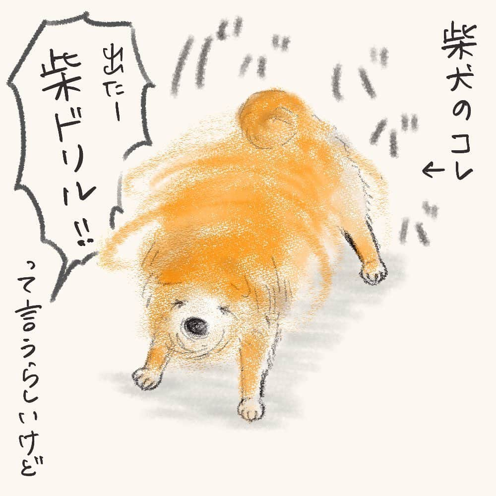 tomekkoのインスタグラム：「【換毛期の柴ドリル】  柴犬のこのブルブル、通称 #柴ドリル って言うの飼い始めてから知りました。  たしかにこれ、大型犬ならブルンブルン、小型犬ならピリリリリって感じなのに対して、柴犬てドゥルルルルル‼︎  勢い？速さ？よく足が踏ん張りきれずに吹っ飛びそうになってるし本当に電動ドリルみたいです。  これやられると辛いのが、風呂上がりと換毛期。  特に換毛期、寄ると触ると毛が抜ける時期にやられると部屋中が毛の海に…😱  1日何回掃除機かけてることか…  元モンハン勢(大昔)的には、頭から振り落とす泥に当たると泥だんごになって動けなくなるモンスター、ボルボロスにちなみ『柴ボロス』と呼んでいます。  #たぶん私だけ #たいして共感得られない話 #ボルボロス #モンスターハンター  泥まみれ繋がりで次男の洋服事情にもいいね、コメントありがとうございます😭  えっと野球部専用洗剤なんてあるの？え、それ楽天セールで買っとくべき？  こないだ買ったばかりのスニーカーにも早速穴が空き、初めて履いた日に膝が破れたパンツは何本になることか…  スライディングって、想像以上にコスパ悪いです… あ、野球がじゃなくて無駄な(無駄な)スライディングがね😇  #3兄弟と豆柴 #豆柴」