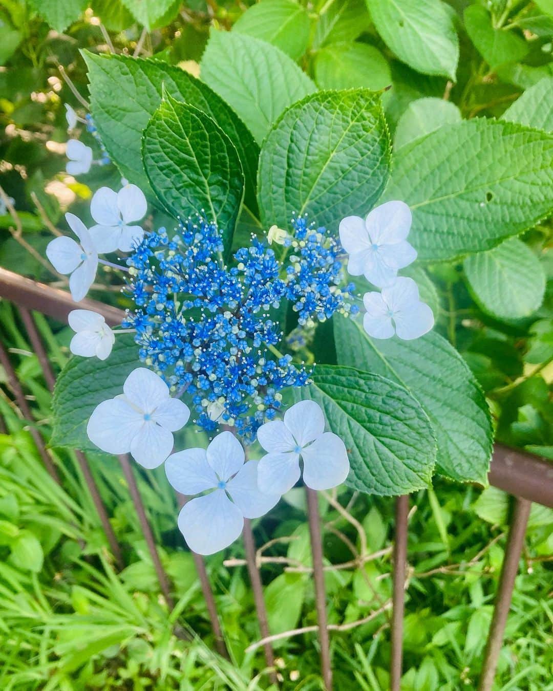 前野えまさんのインスタグラム写真 - (前野えまInstagram)「good morning🍀 ・ ・ #goodmorning  #morningglory  #blue  #flowers  #haveaniceday」6月5日 6時45分 - maeno_ema