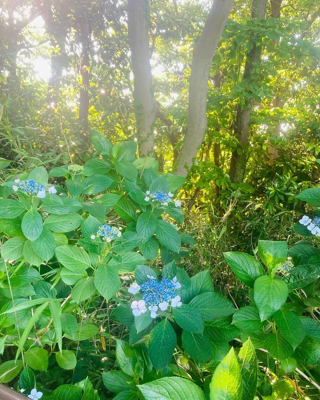 前野えまさんのインスタグラム写真 - (前野えまInstagram)「good morning🍀 ・ ・ #goodmorning  #morningglory  #blue  #flowers  #haveaniceday」6月5日 6時45分 - maeno_ema