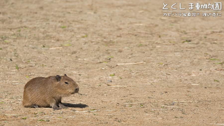 渡辺克仁さんのインスタグラム写真 - (渡辺克仁Instagram)「おはようございます。  #カピバラ #水豚 #capybara #おはよう」6月5日 7時00分 - katsuhito.watanabe
