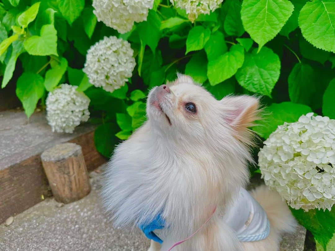 椎葉みくるのインスタグラム：「初めての紫陽花は 全く興味なくてアリさん🐜が 気になったらしいです。  #ぽめちわ #どう考えても可愛い #大優勝 #白い #綿毛」