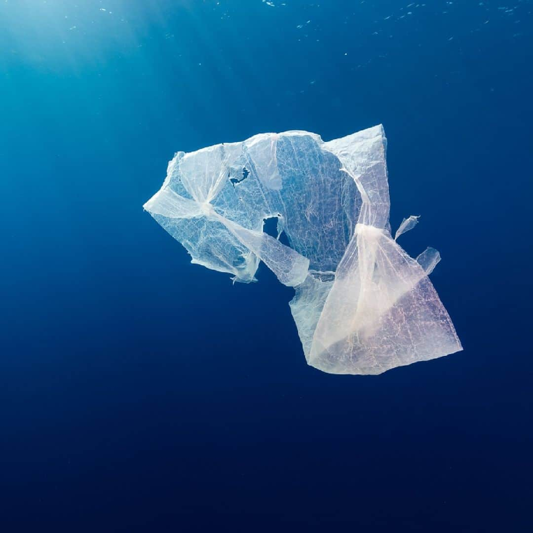 タロンガ動物園さんのインスタグラム写真 - (タロンガ動物園Instagram)「Today is World Environment Day, and this year’s theme is #BeatPlasticPollution.   Plastic pollution is among the biggest threats to Australia’s unique wildlife, and sadly, we are treating more and more animals that have been impacted by rubbish in our Taronga Wildlife Hospitals including marine turtles.   The majority of litter comes from items designed to be used just once. Tossed away in a matter of seconds, things like plastic bottles take over 400 years to break down. They can end up in our oceans and waterways where they entangle, choke, or be ingested by wildlife.   You can be a part of the solution by refusing single-use plastics and choosing to reuse instead! Whether it’s a coffee cup, bag, or cutlery, every single-use item that you swap for reusables is a win for our environment and wild animals 🥤🐢🐨  📷 Paul Fahy #forthewild」6月5日 8時00分 - tarongazoo