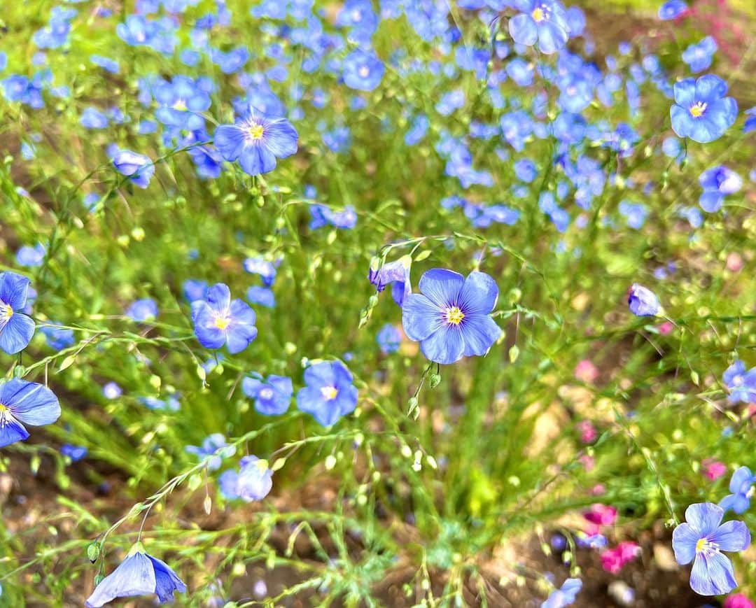 北広アキさんのインスタグラム写真 - (北広アキInstagram)「おはようございます😊  道端に咲いてる小さい青い花。 可愛いのでパシャ♪  また新しい１週間。 光の射す方へ一歩一歩それぞれのペースで進んでいこう。  #ウォーキング #朝の散歩」6月5日 9時07分 - aki_kitahiro