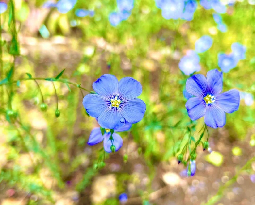北広アキのインスタグラム：「おはようございます😊  道端に咲いてる小さい青い花。 可愛いのでパシャ♪  また新しい１週間。 光の射す方へ一歩一歩それぞれのペースで進んでいこう。  #ウォーキング #朝の散歩」
