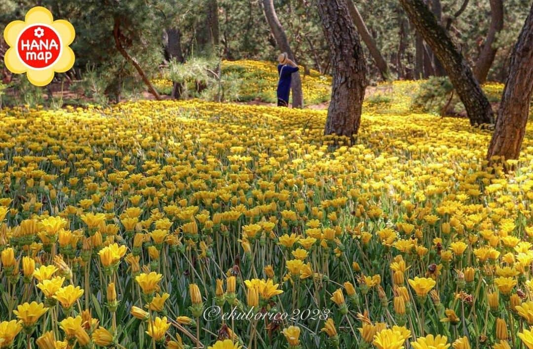 はなまっぷ❁日本の花風景さんのインスタグラム写真 - (はなまっぷ❁日本の花風景Instagram)「🌸はなまっぷ🌸 * @ekuborico さんの 花のある風景に花まるを💮 * 海沿いの松林に広がる一面のお花畑をありがとうございます😊🌸 * #福岡　#花見海岸 Hanami coast, Fukuoka Pref. * #ガザニア の花言葉 あなたを誇りに思う * #はなまっぷ #日本の美しい花風景#花のある風景#花#花言葉#花畑#海岸#古賀#松林 * いつも素敵なお花をありがとうございます😊 ※見頃が過ぎている花、終わっている花もご紹介させていただいています。 * 🌸••••••お知らせ••••••🌸 * 花風景検索サイト　はなまっぷ https://hanamap.com 🔍「はなまっぷ」または @hanamap プロフィール欄から ぜひご覧ください * 📖🌸📖🌸📖🌸📖🌸📖 四季の花々を訪ねていきたい にっぽんの花地図 好評発売中📘 📖🌸📖🌸📖🌸📖🌸📖」6月5日 9時16分 - hanamap