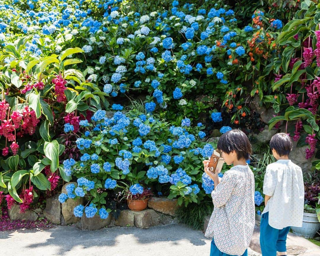 セソコマサユキさんのインスタグラム写真 - (セソコマサユキInstagram)「梅雨はどこへ？ な天気ですが、よへなあじさい園のあじさいが見頃だったよ。青空の下のあじさいも良いもんです。  #沖縄 #移住 #子育て #あじさい #よへなあじさい園 #梅雨」6月5日 10時45分 - sesokomasayuki