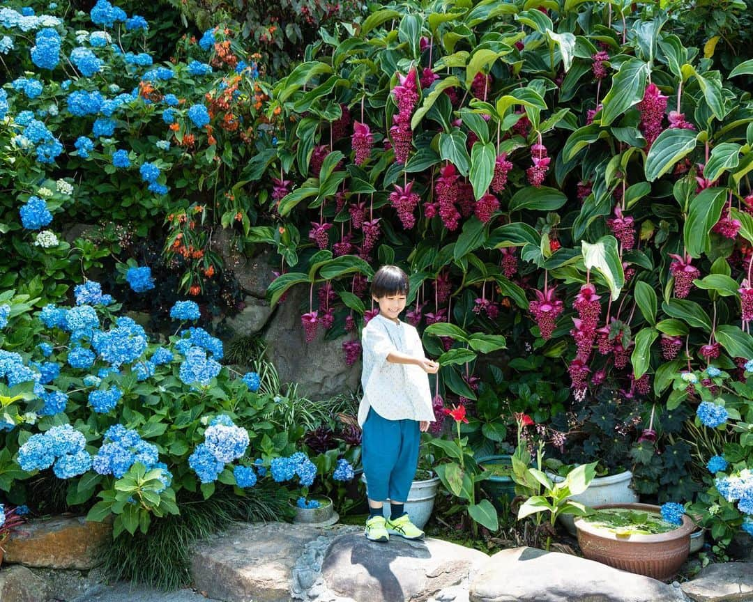 セソコマサユキさんのインスタグラム写真 - (セソコマサユキInstagram)「梅雨はどこへ？ な天気ですが、よへなあじさい園のあじさいが見頃だったよ。青空の下のあじさいも良いもんです。  #沖縄 #移住 #子育て #あじさい #よへなあじさい園 #梅雨」6月5日 10時45分 - sesokomasayuki